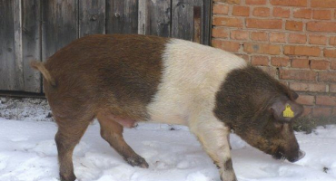 Plemeno prasat červený bílý pás: znaky chovu a odchovu